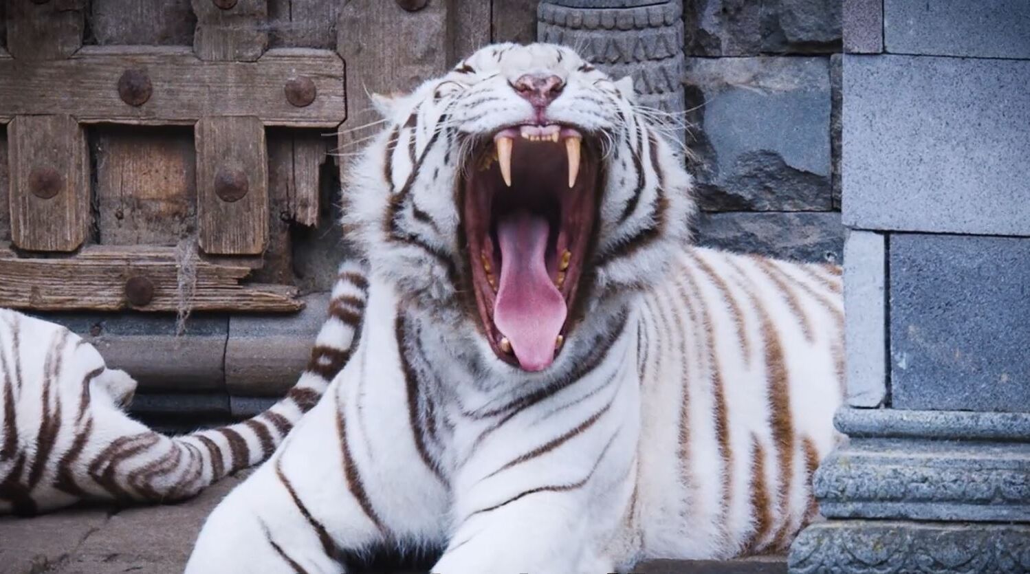Capture tigre