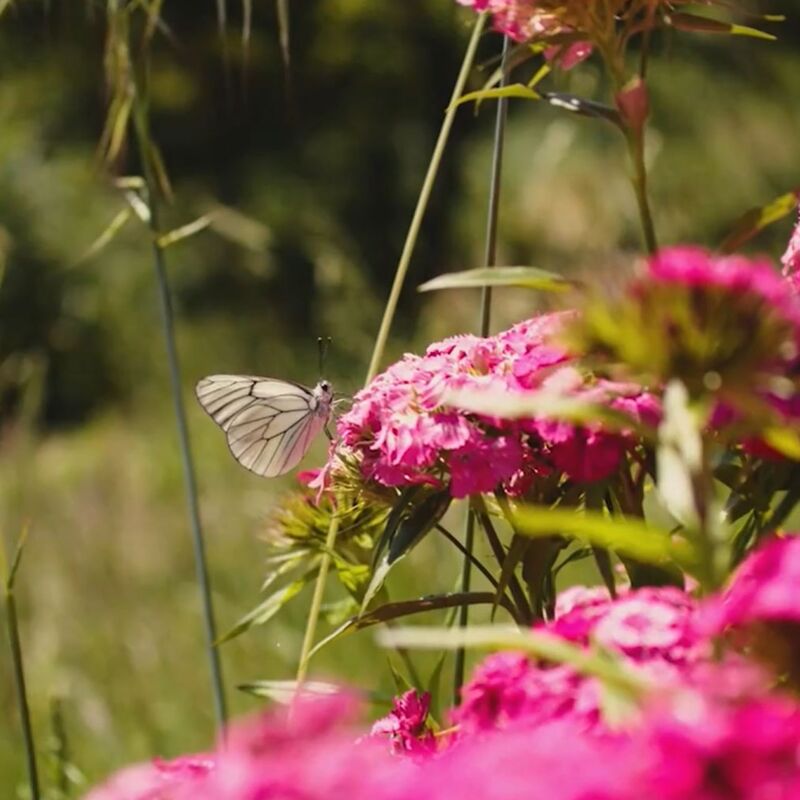papillon
