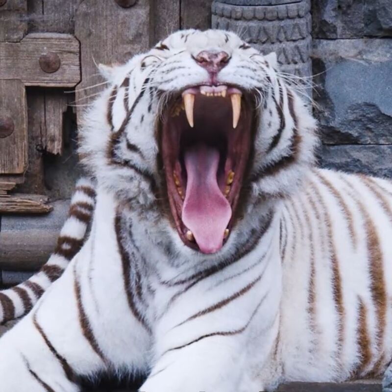 Capture tigre